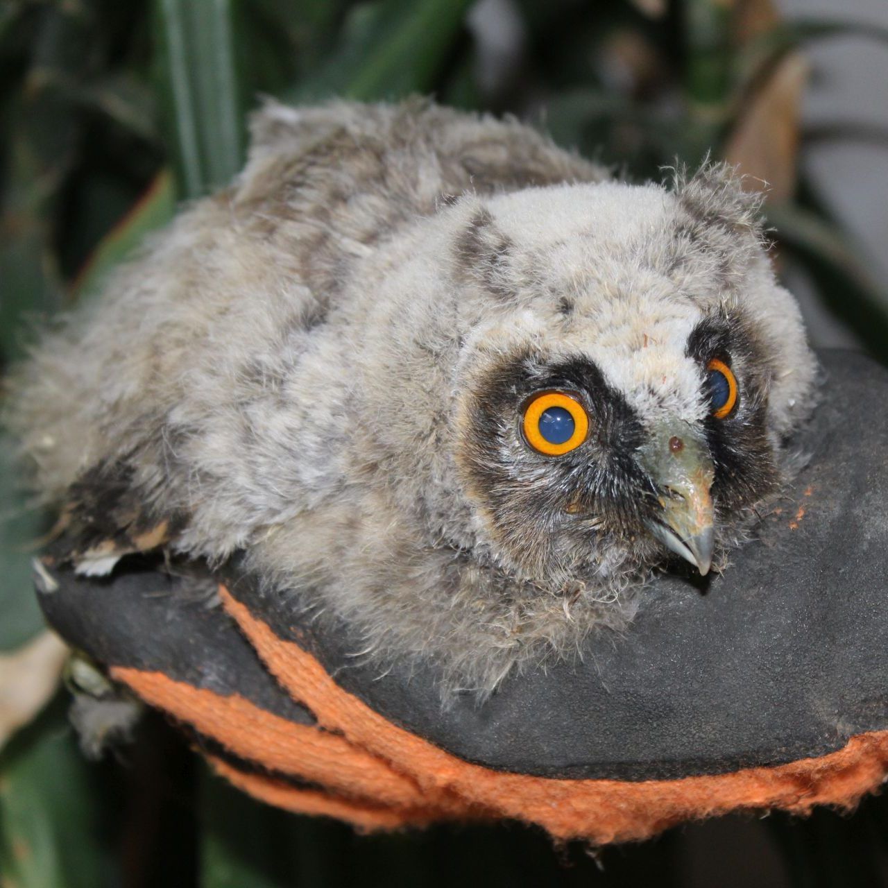 Die kleine Waldohreule wird nun in der Eulen- und Greifvogelstation Haringsee aufgezogen.