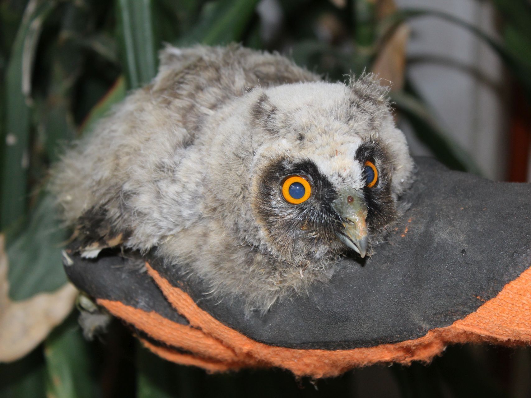 Die kleine Waldohreule wird nun in der Eulen- und Greifvogelstation Haringsee aufgezogen. Die kleine Waldohreule wird nun in der Eulen- und Greifvogelstation Haringsee aufgezogen.
