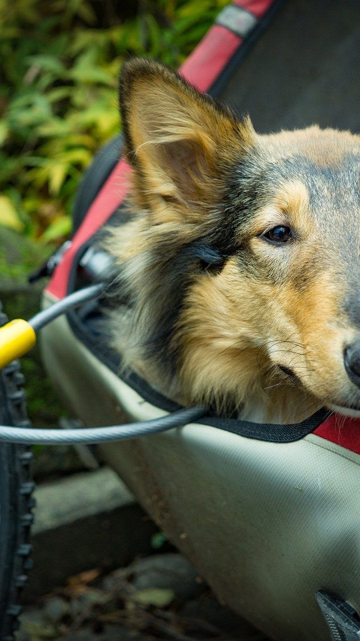 Nicht strafbar: Der Transportdes Vierbeiners im Hunde-Fahrradanhänger