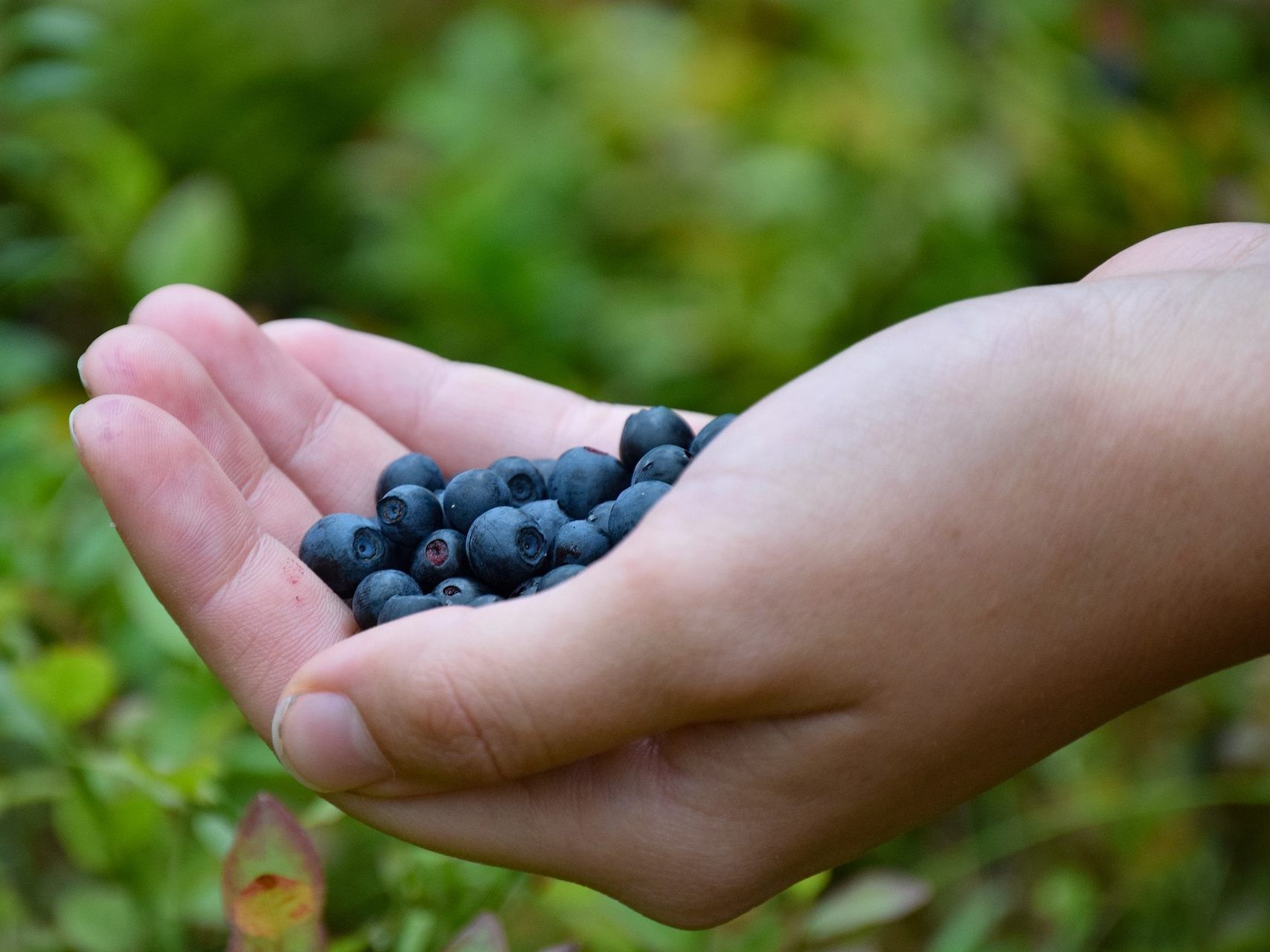 Die wilden Heidelbeeren sind wahre Vitaminbomben.