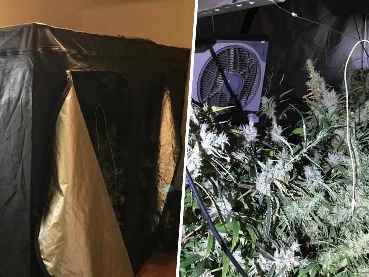 32 Cannabispflanzen in Blüte wurden in der Wohnung sichergestellt. 32 Cannabispflanzen in Blüte wurden in der Wohnung sichergestellt.