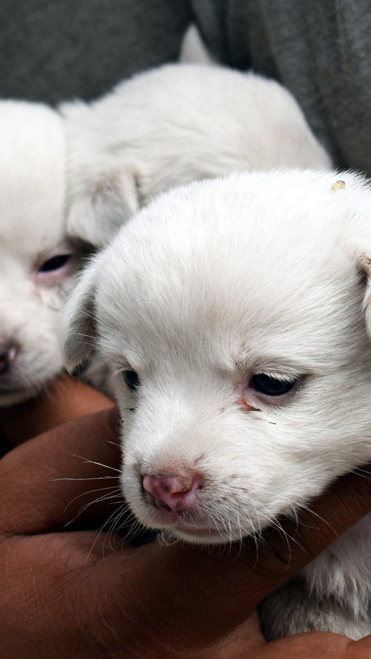 Die Hundewelpen wurden ins Tierheim St. Pölten gebracht.