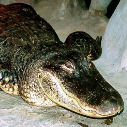 Alligator "Saturn"