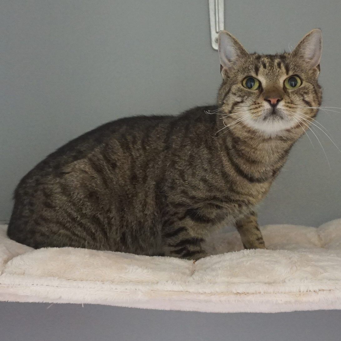 Wer vermisst Katzendame "Violetta"?