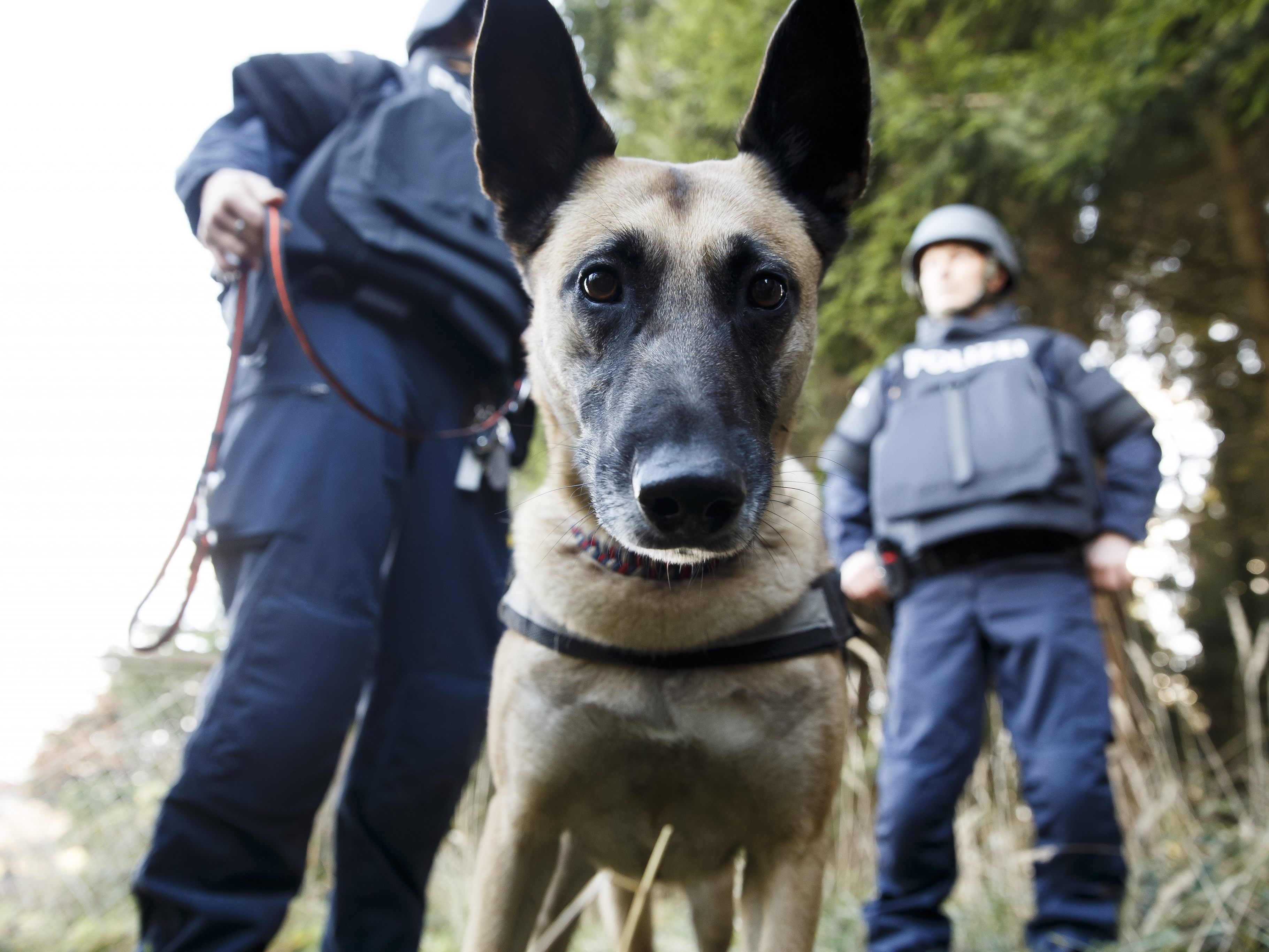 Die Polizei konnte einen Burschen mit einem Spürhund aufspüren.
