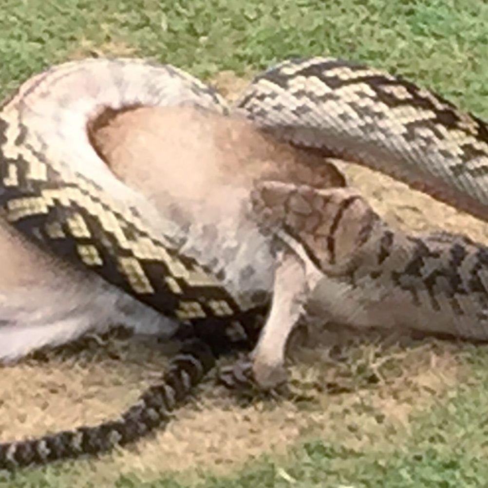 Hier frisst ein Python ein Känguru.