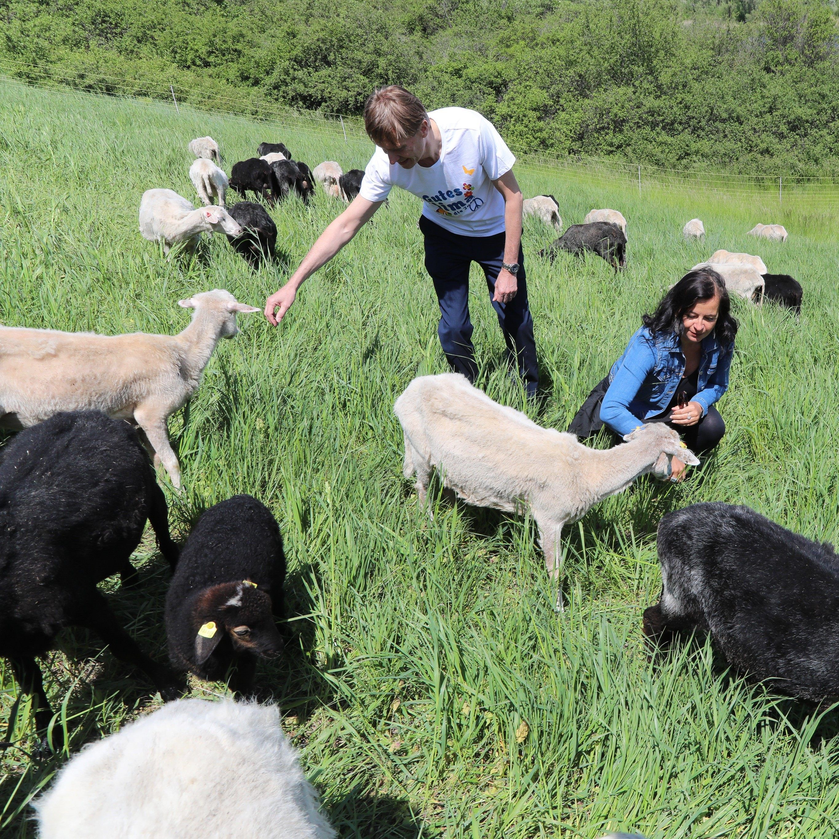 Die Insel-Schafe sind wieder im Mäh-Einsatz.