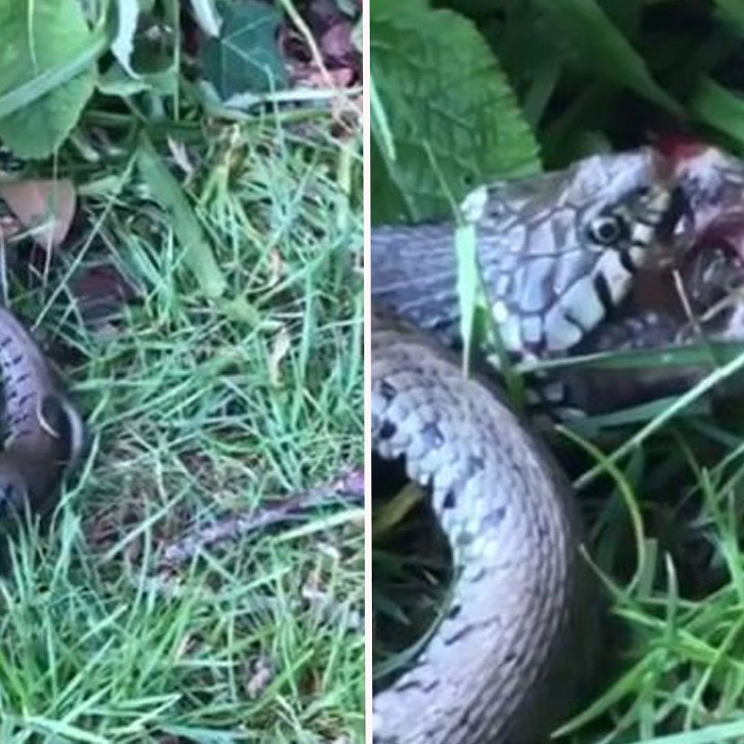 Die Schlange würgte doch tatsächlich eine noch lebendige Kröte aus.