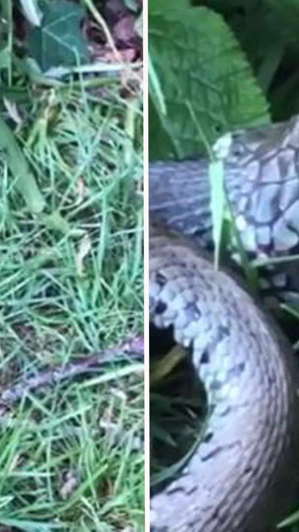 Die Schlange würgte doch tatsächlich eine noch lebendige Kröte aus.