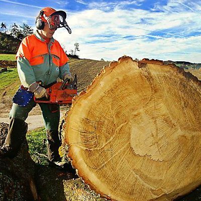 Holzindustrie befürchtet Milliardenverluste