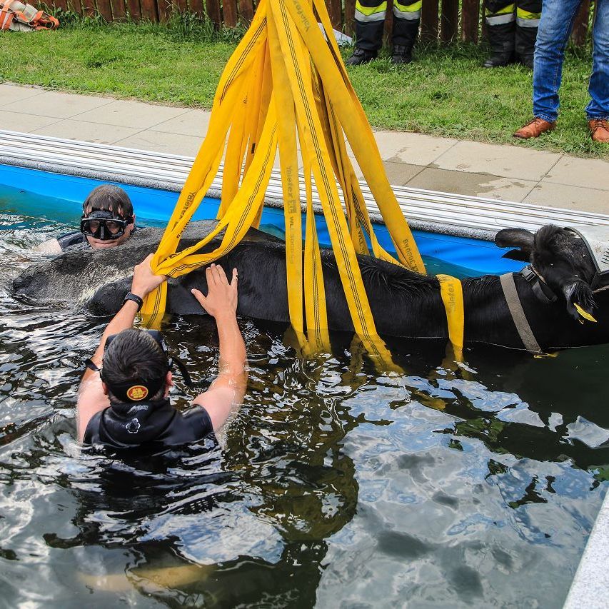Das verirrte Rind musste mit einem Kran aus dem Wasser geholt werden.