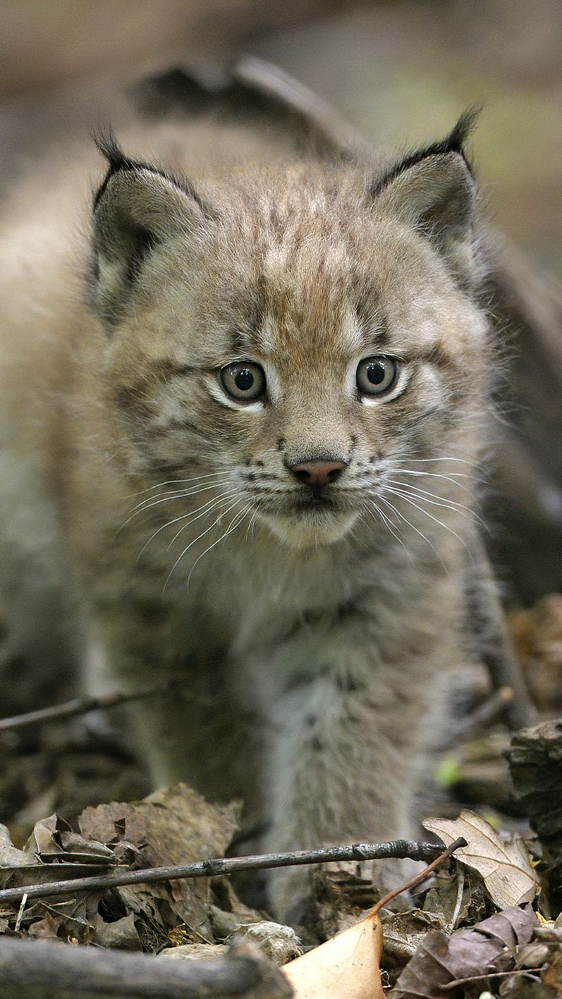 Das Jungtier kam im Mai im Tiergarten Schönbrunn zur Welt.