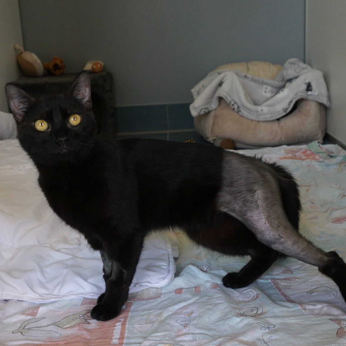 Katzendame "Hildegard" hat sich von ihrem Fenstersturz in Wien-Meidling mittlerweile erholt.