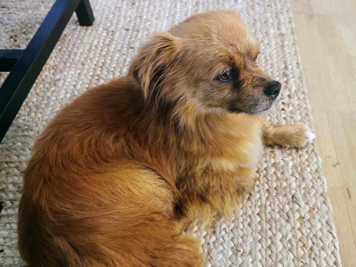 Vermisse jemand diesen Hund?