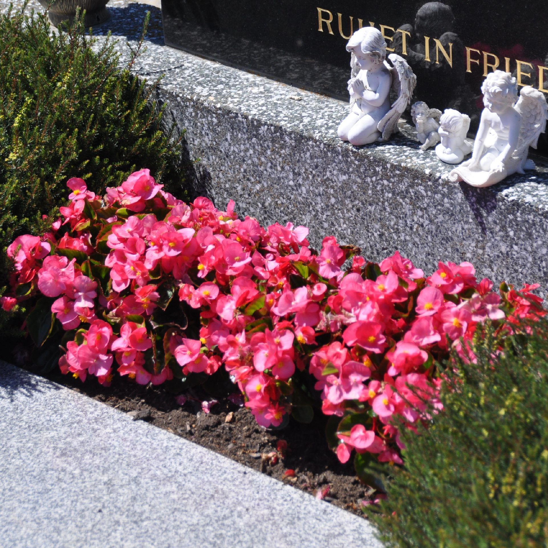 Begonia Semperfloren