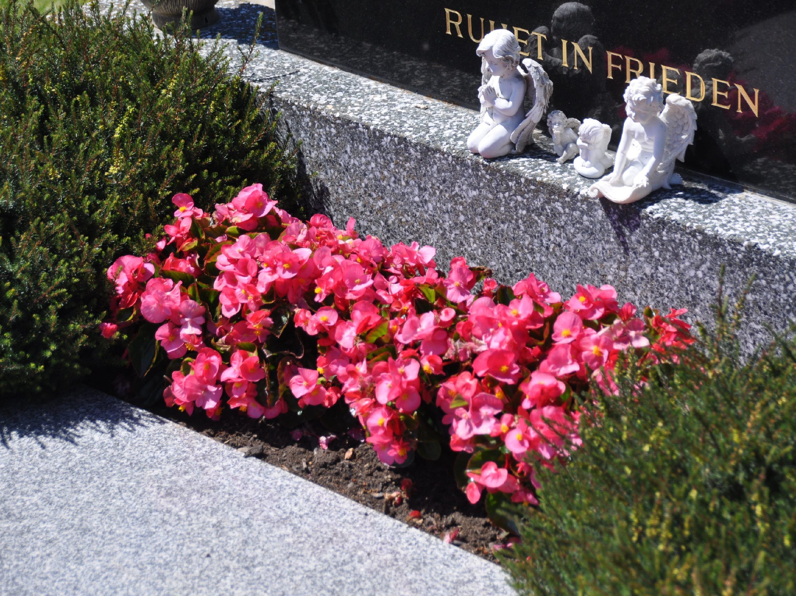 Begonia Semperfloren