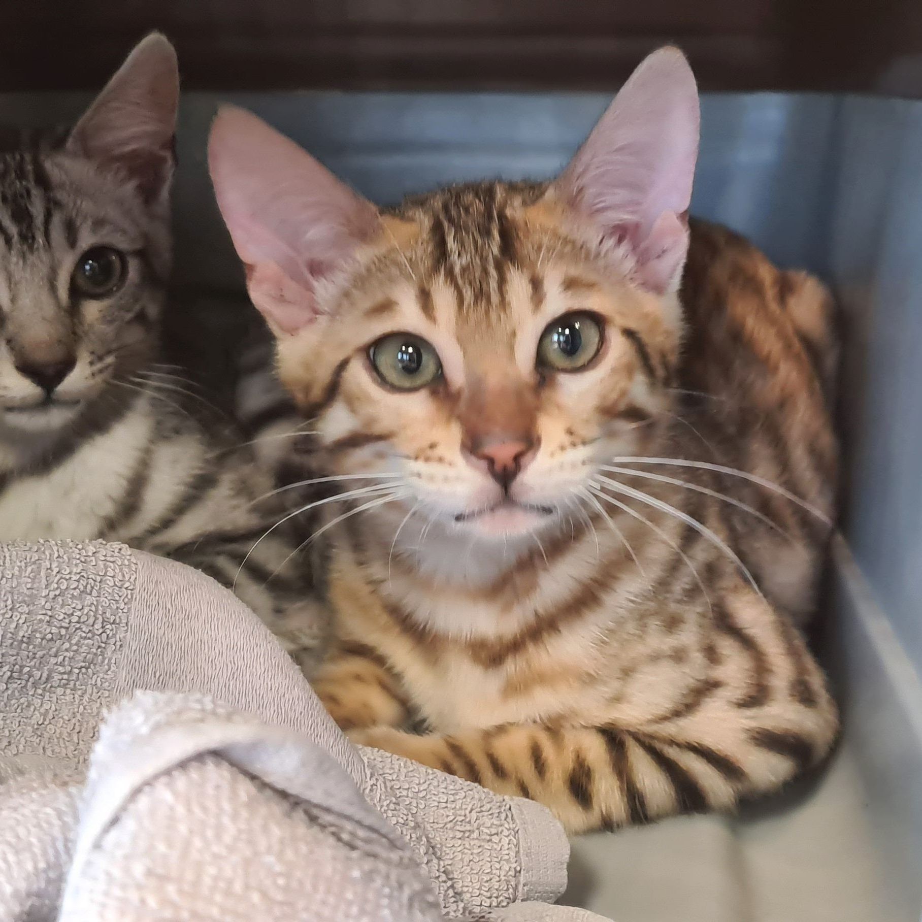 Diese beiden Bengal-Kater wurden einfach ausgesetzt