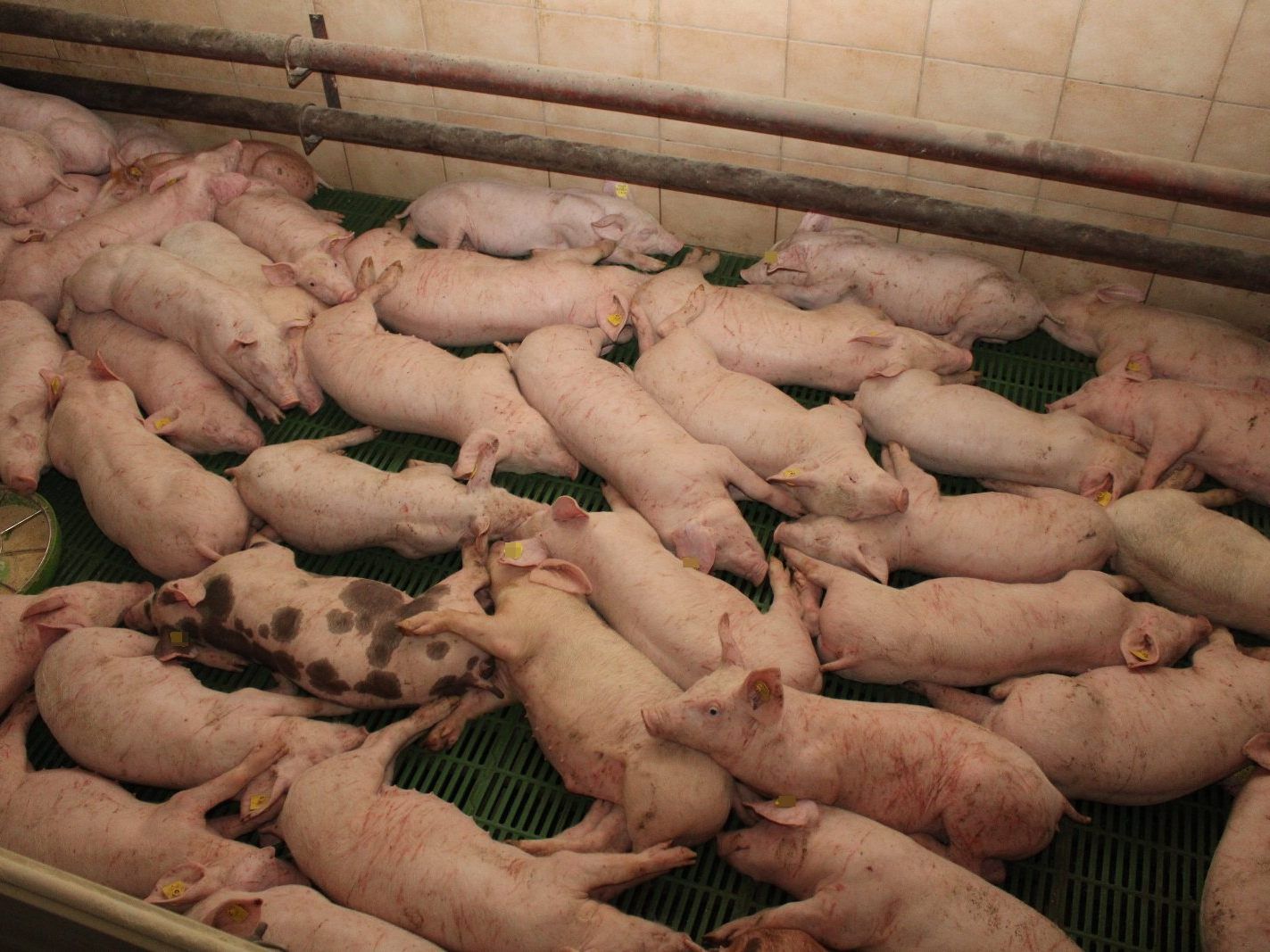 Man sieht auf den Fotos unzählige verletzte Schweine auf Vollspaltenboden