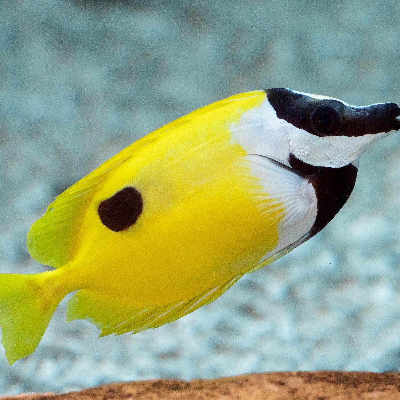 So mancher Fisch im Haus des Meeres trägt Maske - wie etwa hier das "Fuchsgesicht"