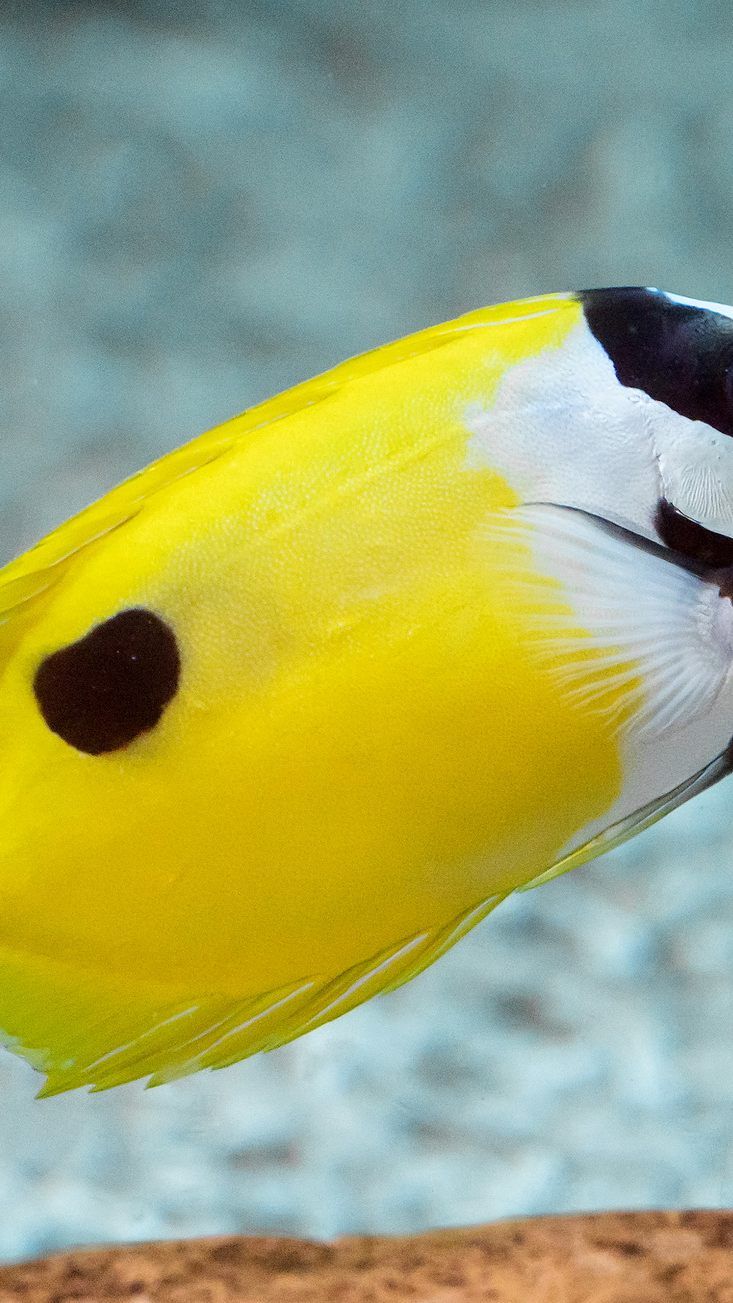 So mancher Fisch im Haus des Meeres trägt Maske - wie etwa hier das "Fuchsgesicht"