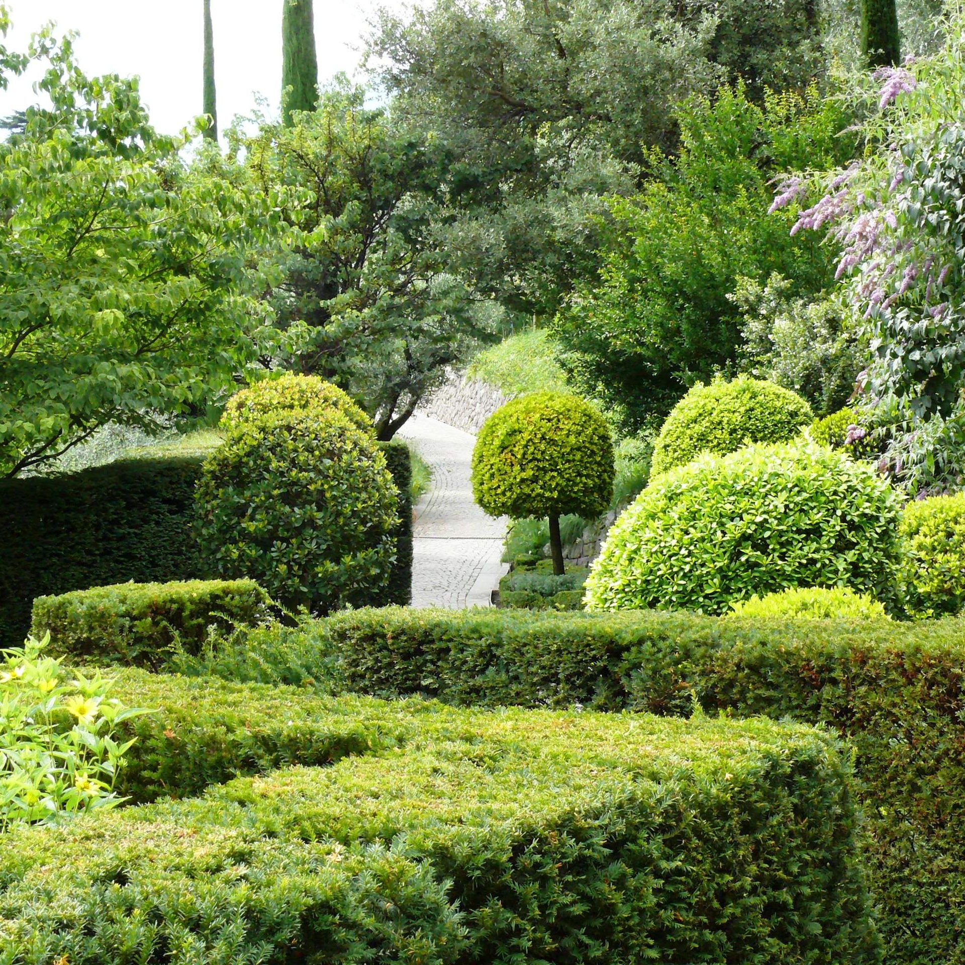 "Es ist wichtig, nicht zu spät und vor allem nicht zu zögerlich zur Heckenschere zu greifen", so Tobias Gassner.