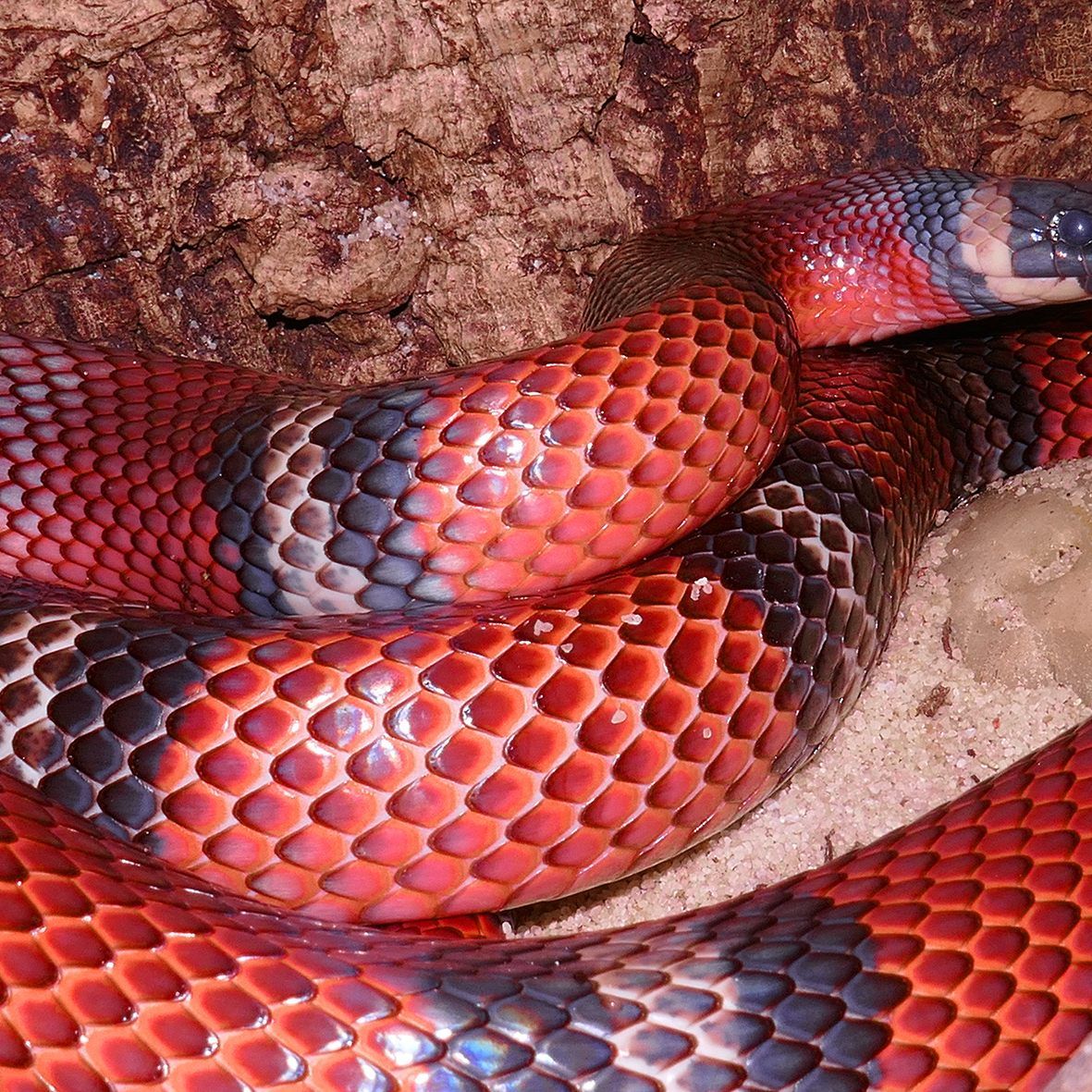 Die Sinaloa-Königsnatter: Ungiftig, aber farbenfroh wie eine Giftschlange