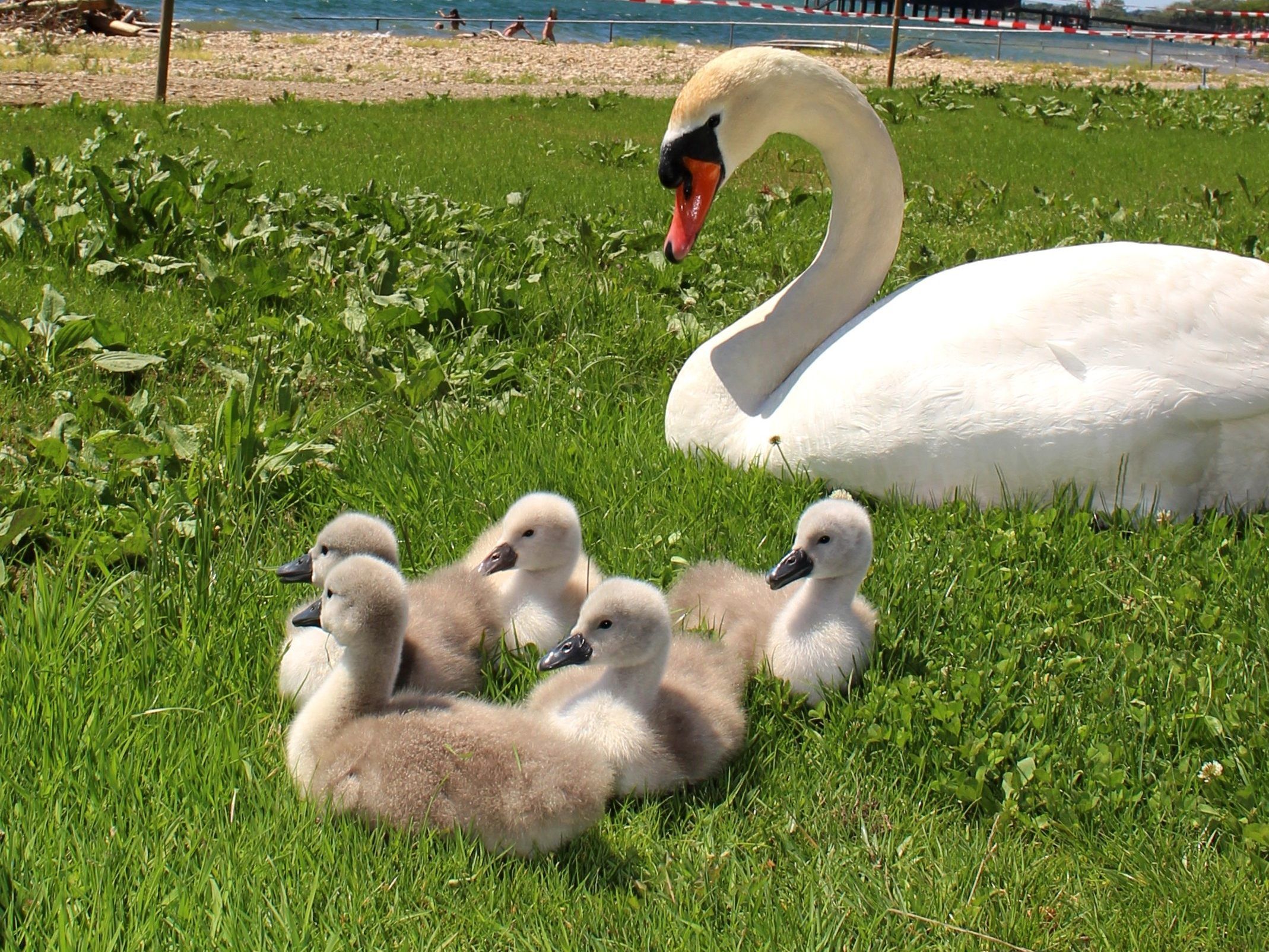 „Schwanen-Familie“ zu Besuch im neuen Lochauer Strandbad.