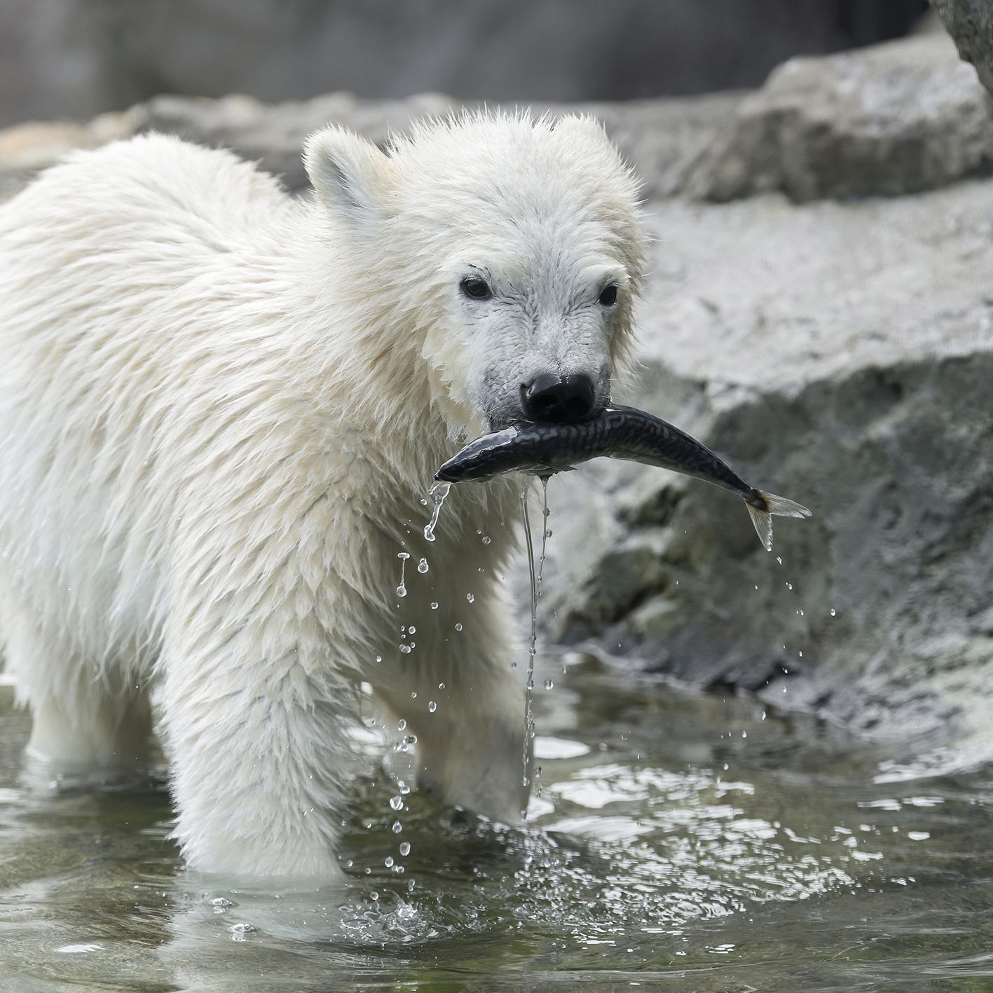 Das Eisbären-Mädchen Finja hat einen hochkarätigen Sponsor an Land gezogen: die Österreichischen Lotterien