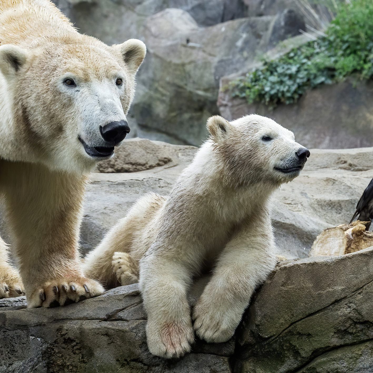 Nicht nur bei den Eisbären präsent: Im Tiergarten Schönbrunn tummeln sich zahlreiche Krähen