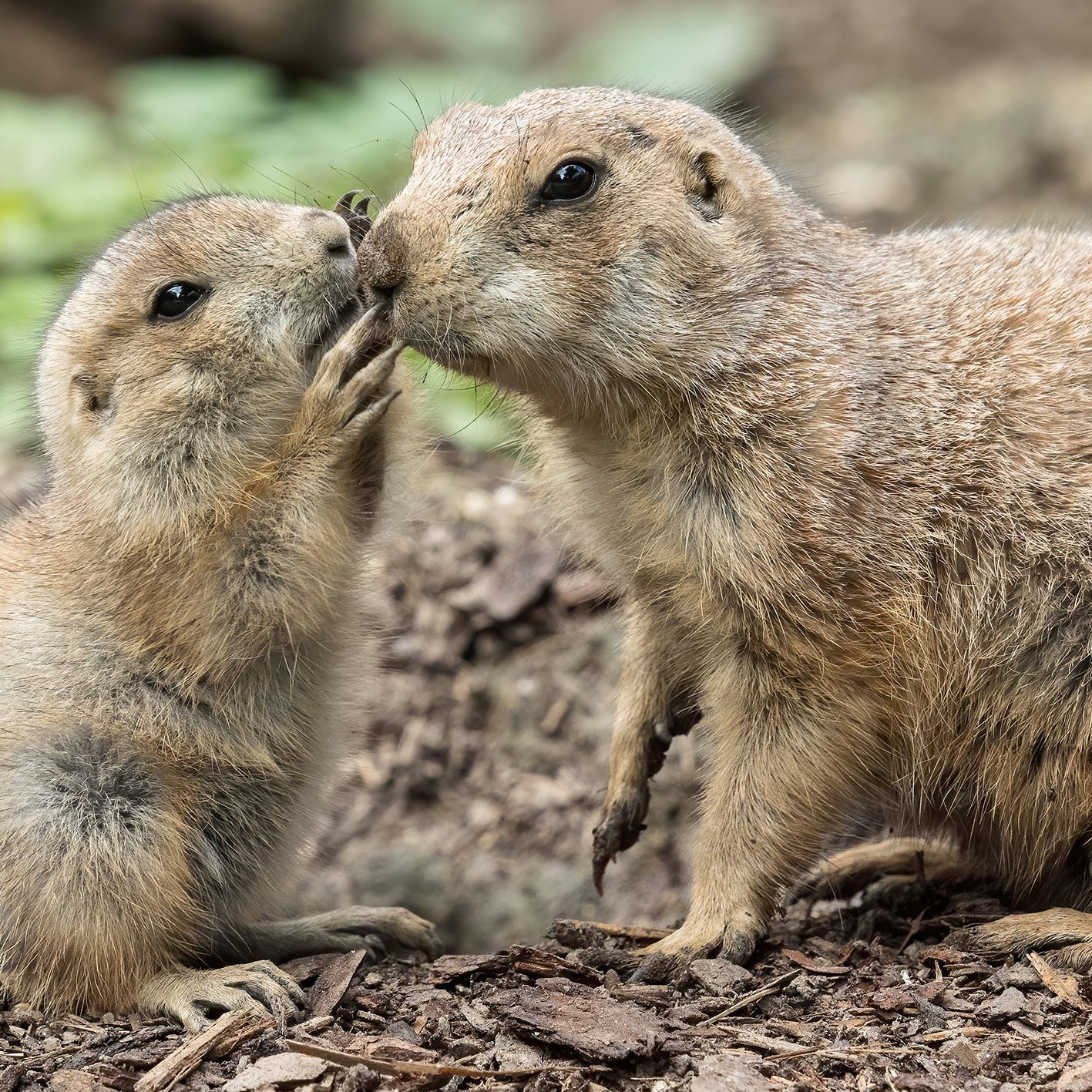Herzig: Sechsfacher Nachwuchs bei den Präriehunden im Tiergarten Schönbrunn