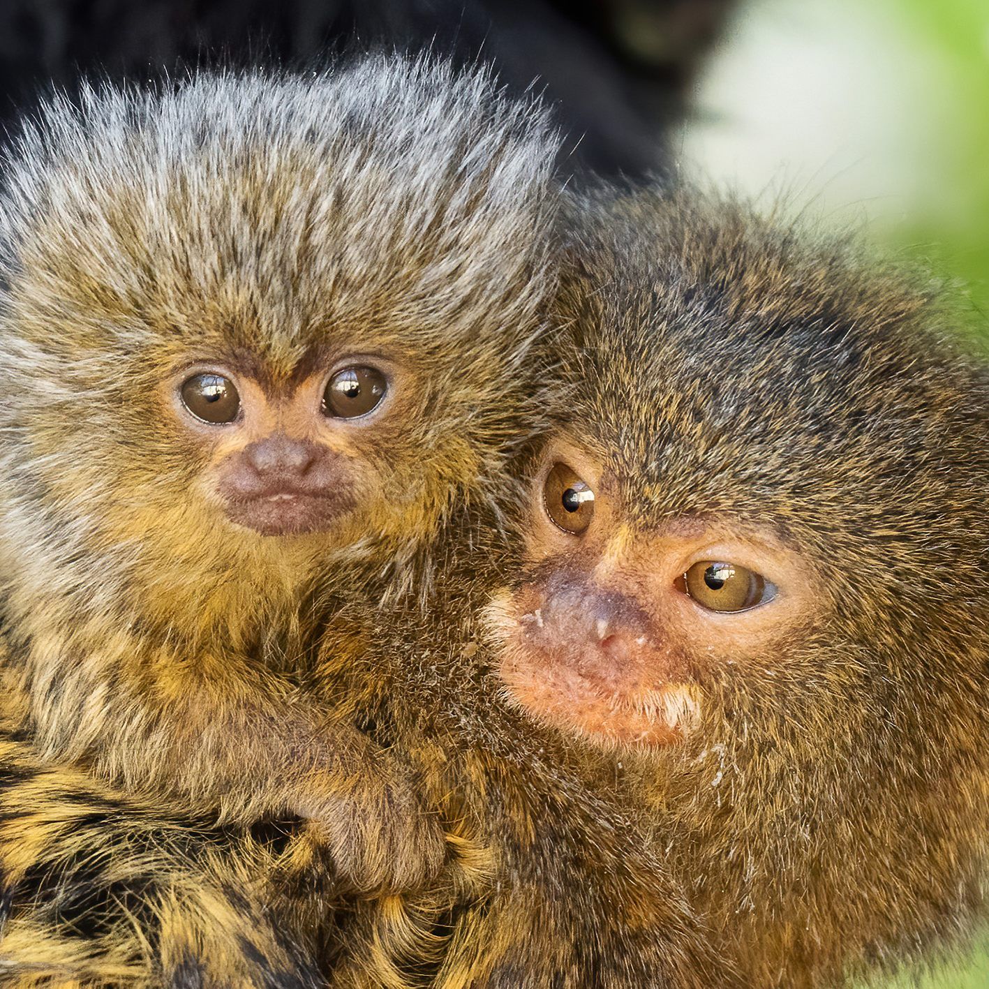 Winzigklein und sehr flauschig: das jüngst geborene Baby der Zwergseidenaffen in Schönbrunn