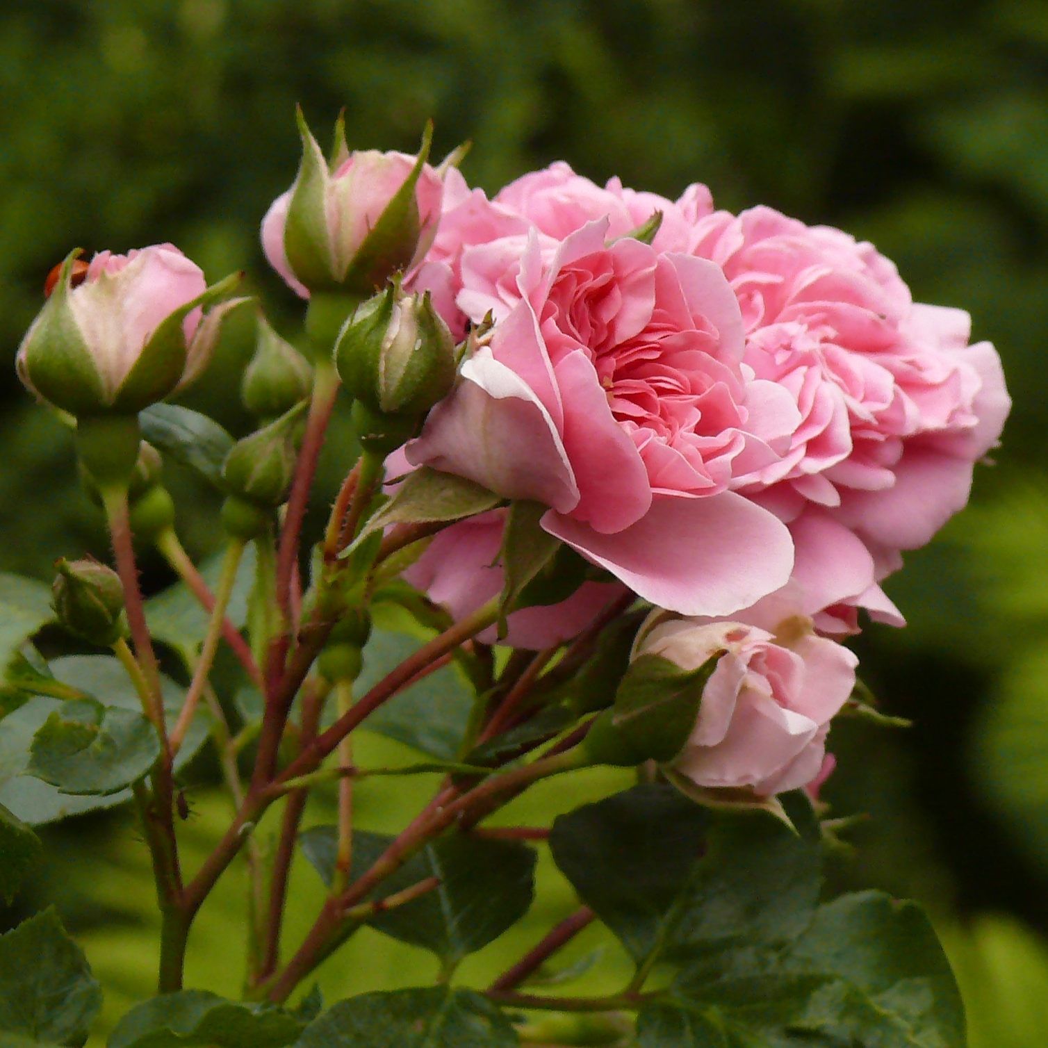 Die Rose ist klar die Königin im Garten. Ohne sie würde etwas fehlen.