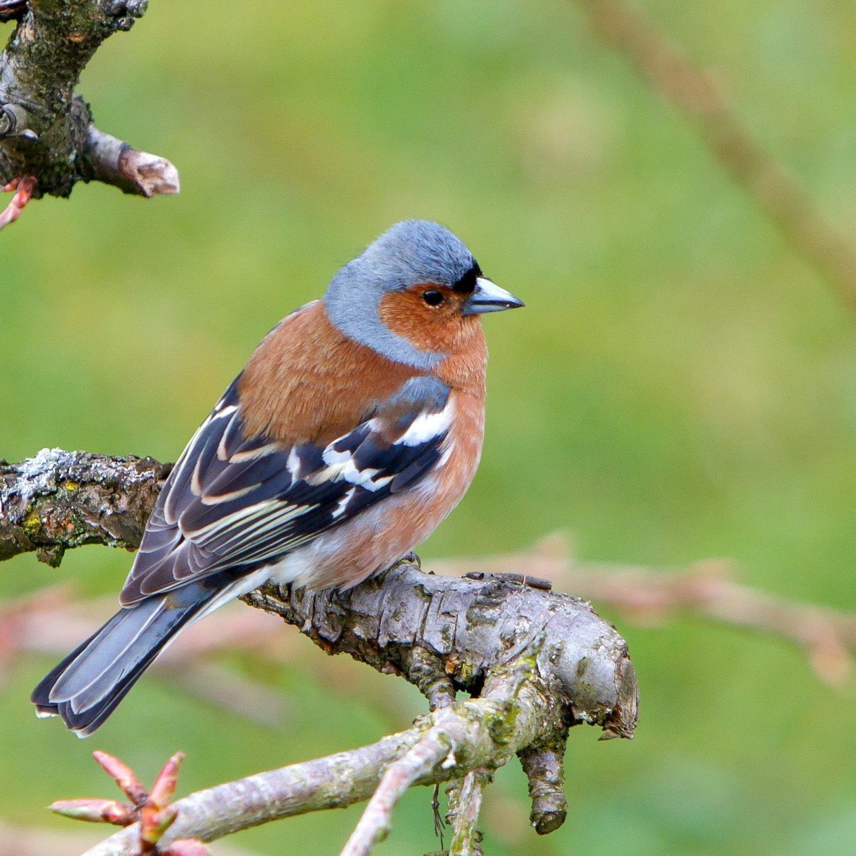 Wer in Ostösterreich tote Vögel, beispielsweise Finken, findet, sollte dies melden.