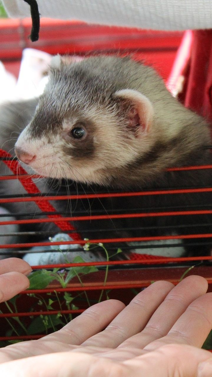 Die artgerechte Heimtierhaltung von Frettchen ist in den wenigsten Fällen möglich.
