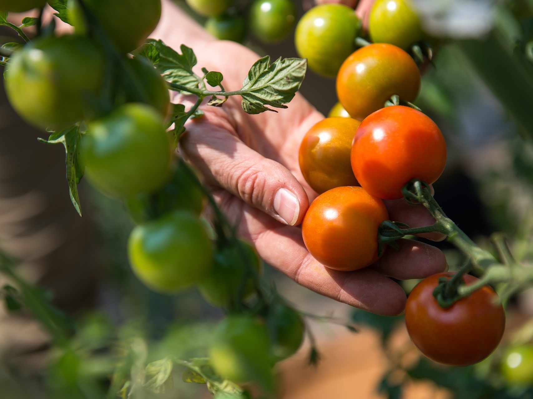 Die geringe Selbstversorgung mit Obst und Gemüse könnte in Krisenzeiten zur Schwachstelle Österreichs werden.