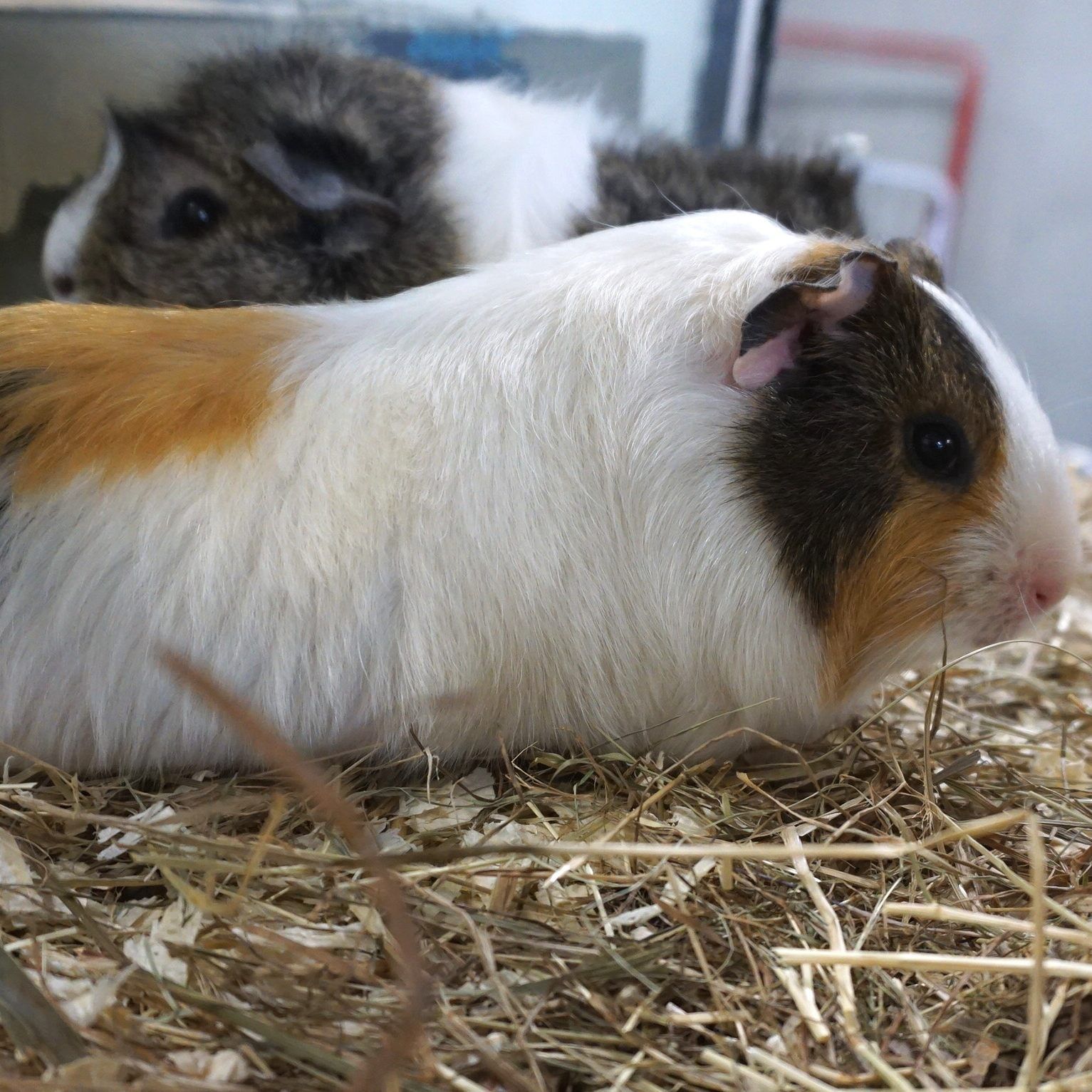 Die beiden Meerschweinchen Mike und Kylie sind im TierQuarTier wohlauf.