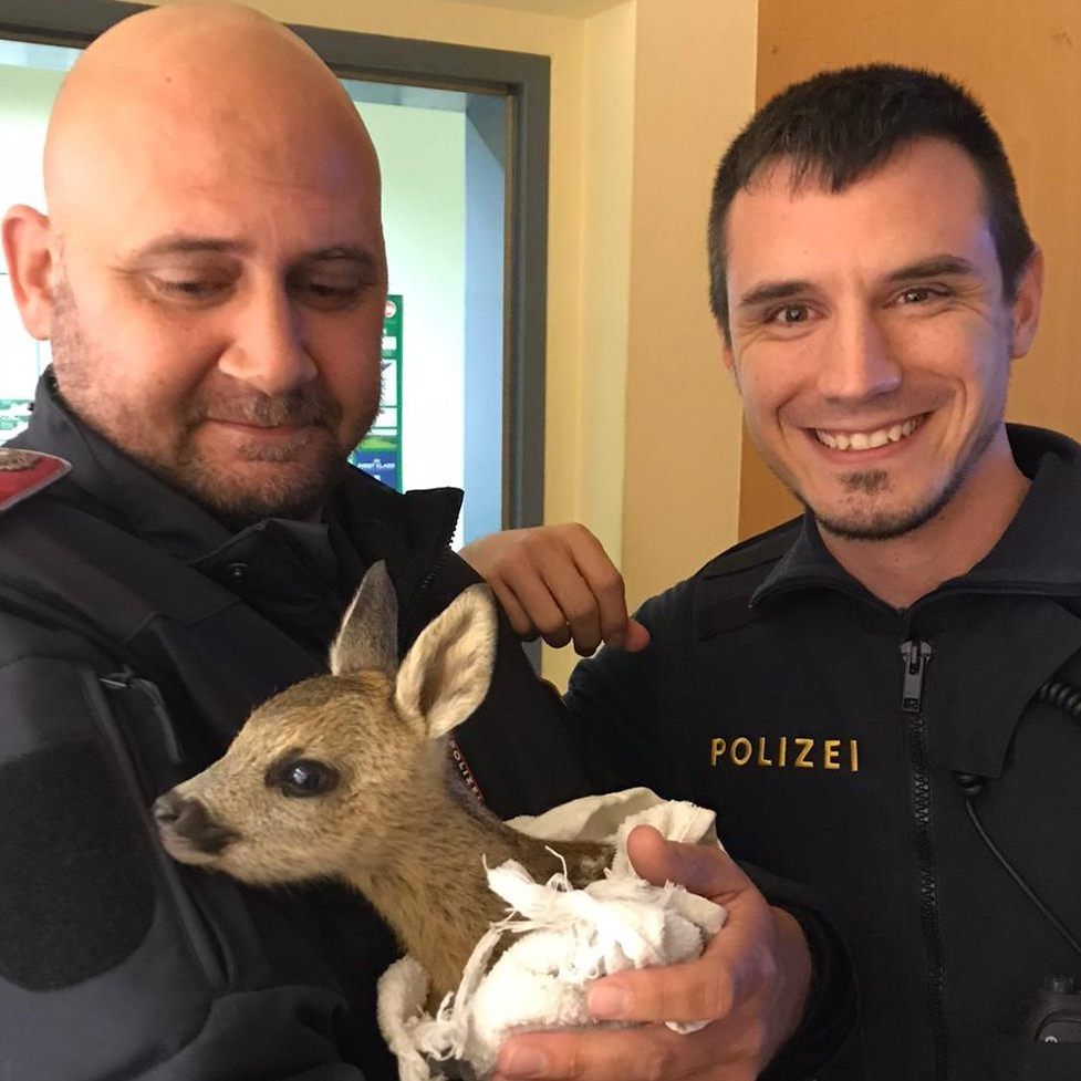 Polizisten übernahmen das Rehkitz und gaben es in professionelle Hände