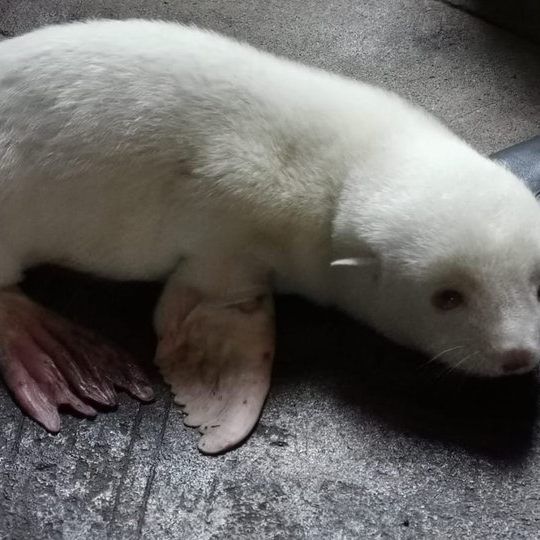 Erstes Albino-Seebärenbaby im Tierpark Hagenbeck geboren.
