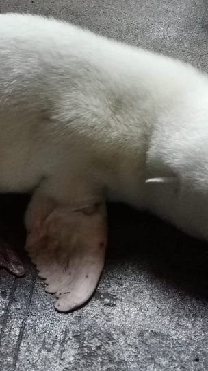Erstes Albino-Seebärenbaby im Tierpark Hagenbeck geboren.