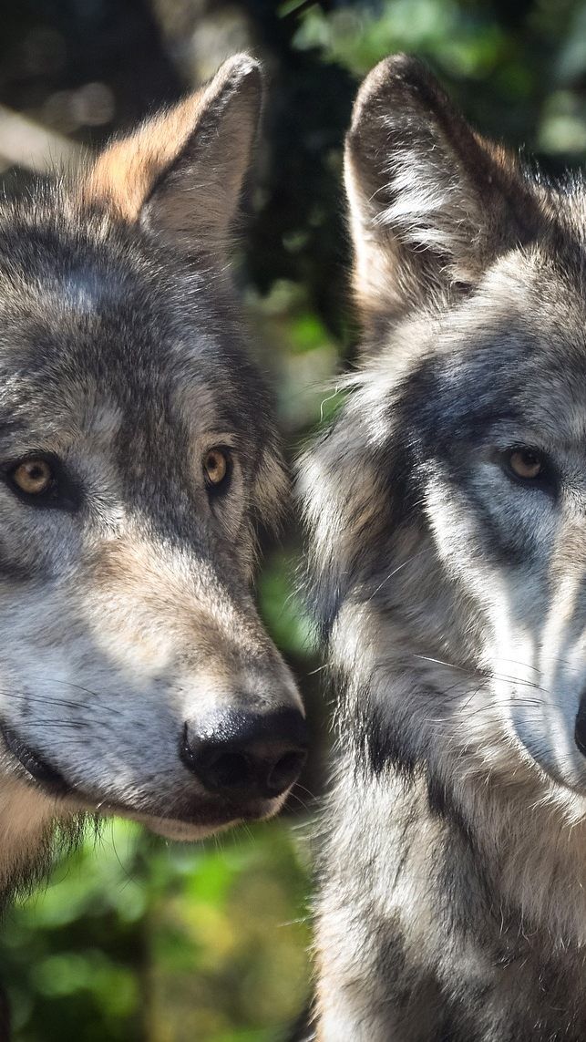 30 bis 35 Wölfe wurden in Österreich beobachtet - sie leben fast ausschließlich in Niederösterreich