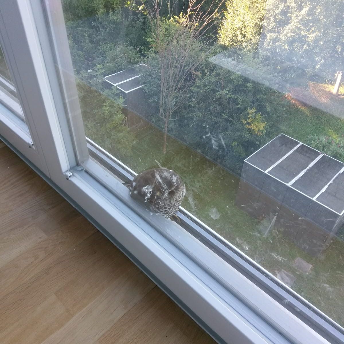 Der junge Greifvogel musste von der Wiener Berufsfeuerwehr befreit werden.