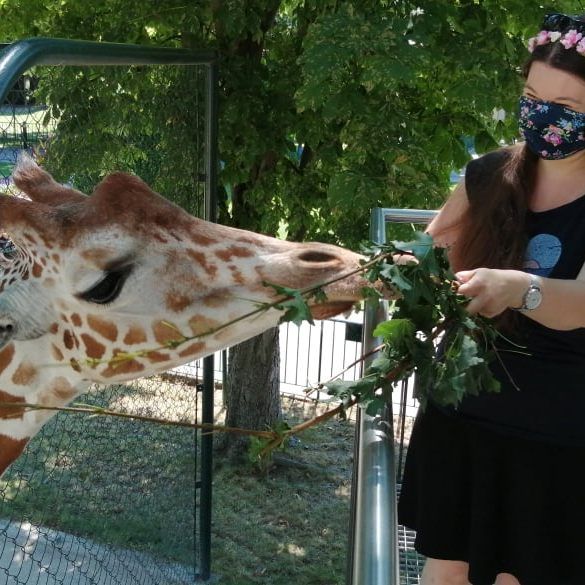 Unvergessliches Erlebnis: Einer Giraffe so nahe wie noch nie kommt man bei der Giraffen-VerFührung im Tiergarten Schönbrunn