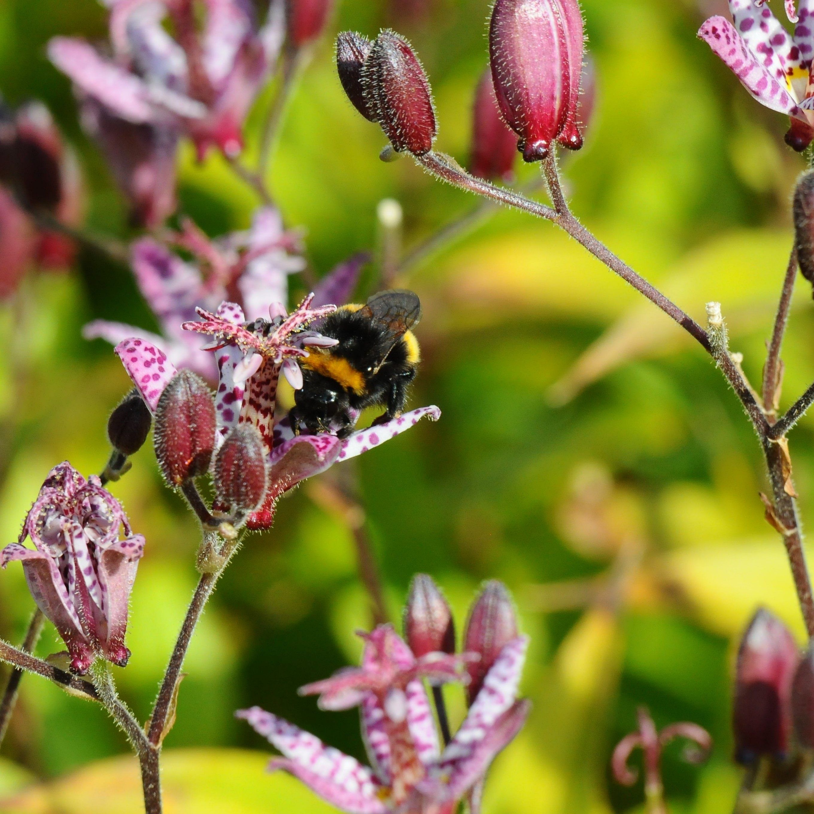 Studie der MA 22: In Wien gibt es 456 Wildbienenarten.