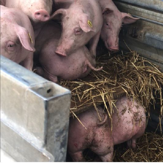 29 Ferkel waren in den PKW-Anhänger gepfercht worden.