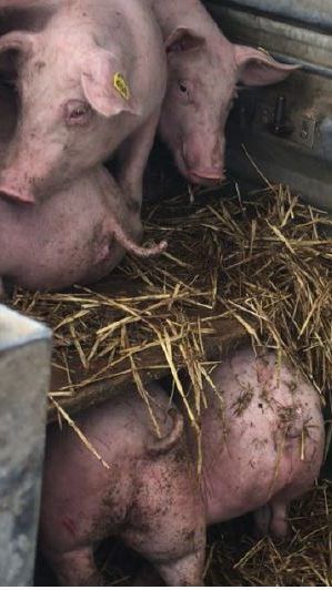 29 Ferkel waren in den PKW-Anhänger gepfercht worden.