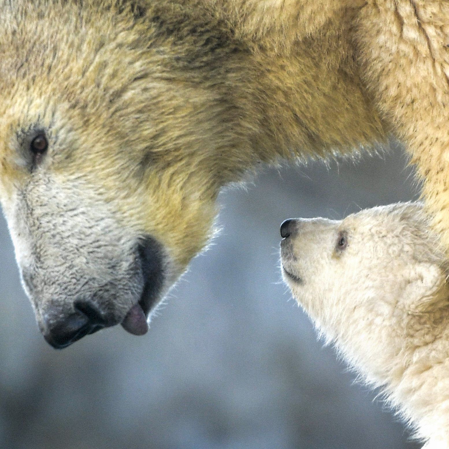 Vom Tiergarten Schönbrunn bis zum Alpenzoo in Innsbruck: Die Österreicher wollen Zoos nicht missen.