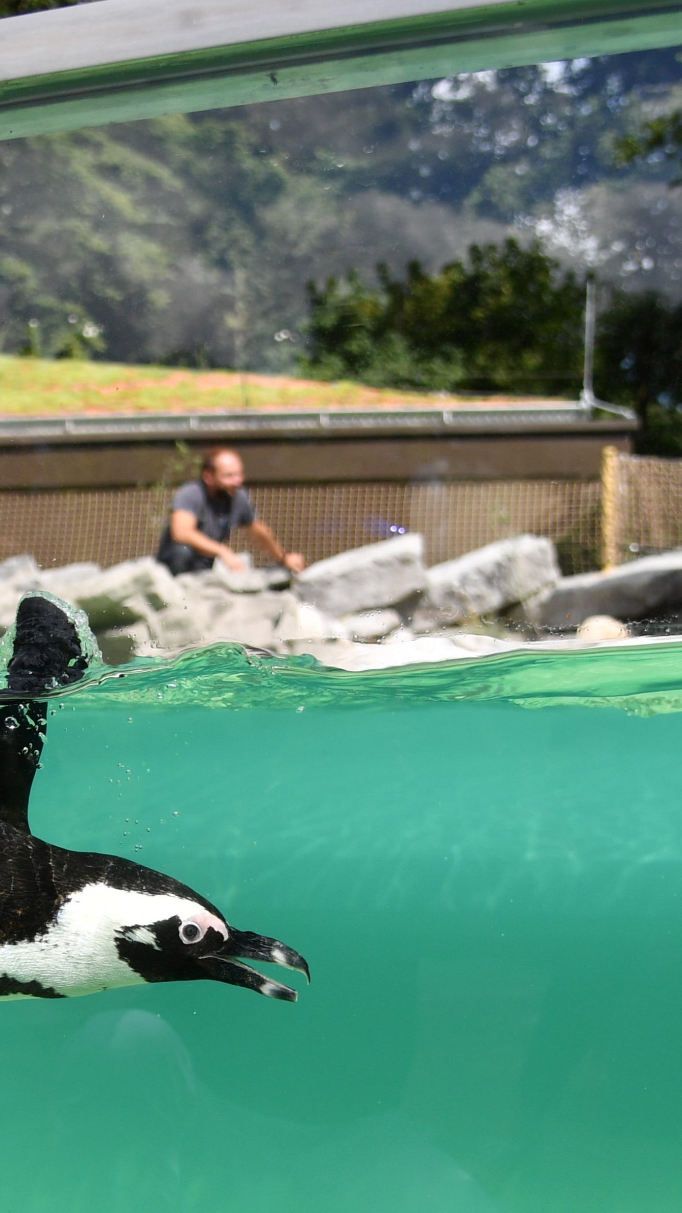 Zehn Pinguine als neue Attraktion - eigene Population soll aufgebaut werden.