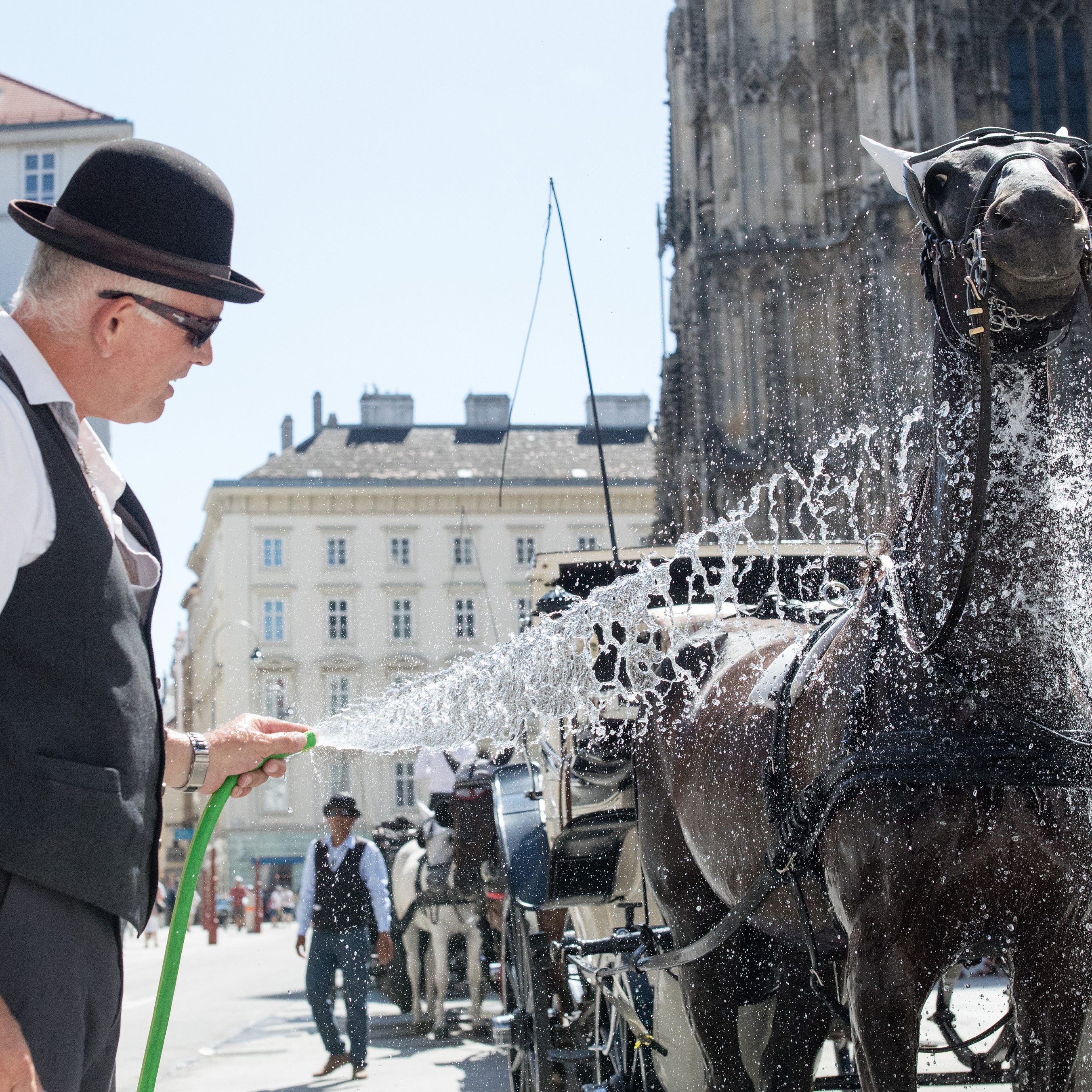 Erst bei 35 Grad haben die Wiener Fiaker hitzefrei.