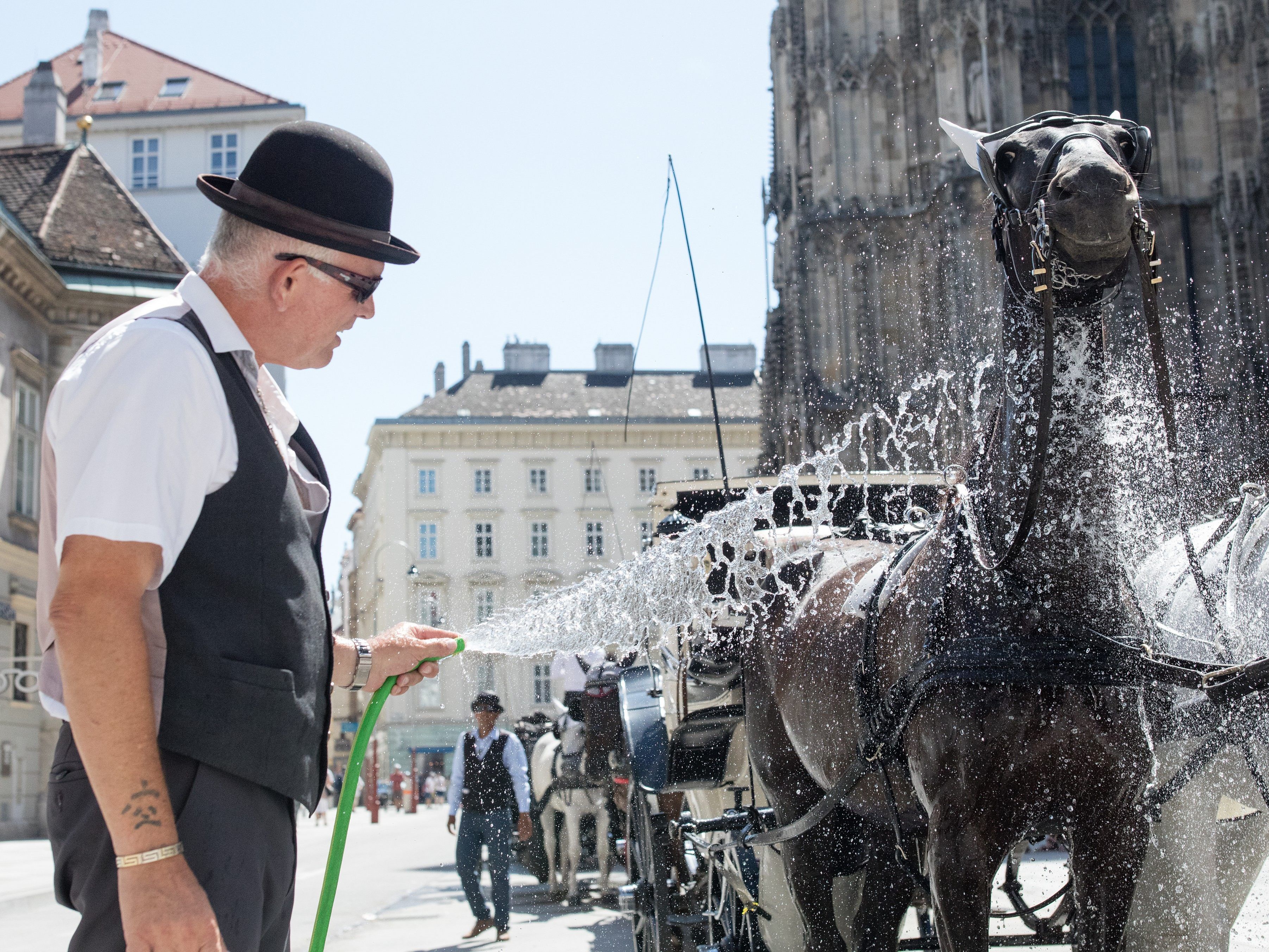Erst bei 35 Grad haben die Wiener Fiaker hitzefrei. Erst bei 35 Grad haben die Wiener Fiaker hitzefrei.