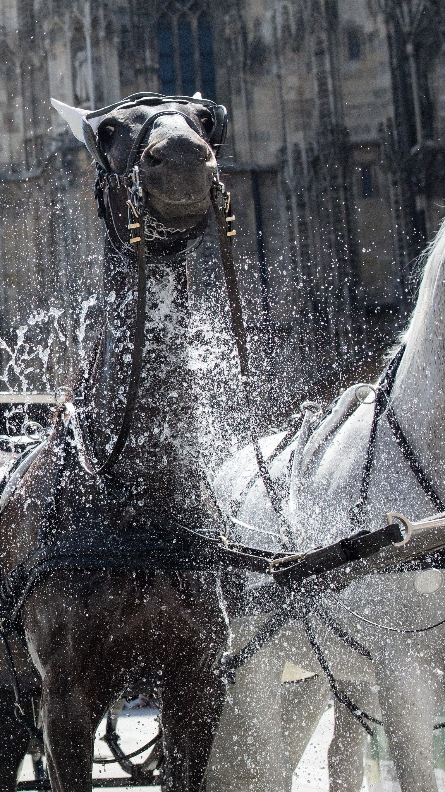Erst bei 35 Grad haben die Wiener Fiaker hitzefrei.